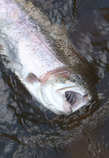 foto/diskuze/z_lovu/2012/th-img49174.jpg