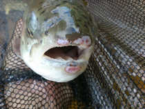 foto/diskuze/z_lovu/2012/th-img49185.jpg