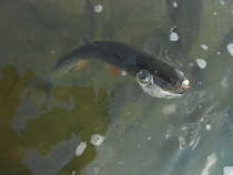 foto/diskuze/z_lovu/2012/th-img49204.jpg
