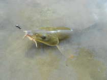 foto/diskuze/z_lovu/2012/th-img49207.jpg