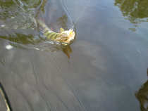 foto/diskuze/z_lovu/2012/th-img49212.jpg