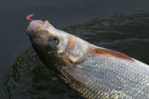 foto/diskuze/z_lovu/2012/th-img49231.jpg