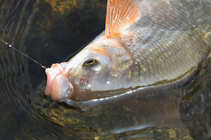 foto/diskuze/z_lovu/2012/th-img49232.jpg