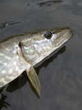 foto/diskuze/z_lovu/2012/th-img49242.jpg