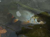 foto/diskuze/z_lovu/2012/th-img49264.jpg