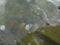 foto/diskuze/z_lovu/2012/th-img49265.jpg