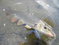 foto/diskuze/z_lovu/2012/th-img49266.jpg
