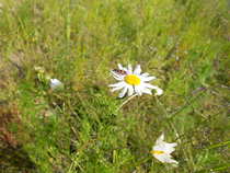 foto/diskuze/z_lovu/2012/th-img49307.jpg
