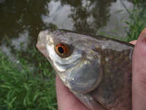 foto/diskuze/z_lovu/2012/th-img49315.jpg