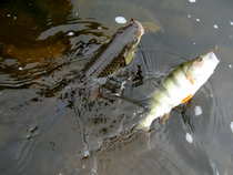 foto/diskuze/z_lovu/2012/th-img49334.jpg