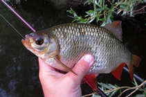 foto/diskuze/z_lovu/2012/th-img49344.jpg