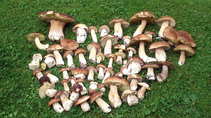 foto/diskuze/z_lovu/2012/th-img49354.jpg