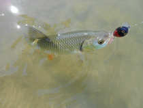 foto/diskuze/z_lovu/2012/th-img49358.jpg