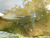 foto/diskuze/z_lovu/2012/th-img49365.jpg