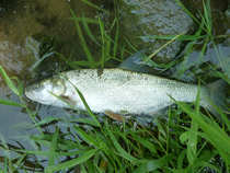 foto/diskuze/z_lovu/2012/th-img49366.jpg