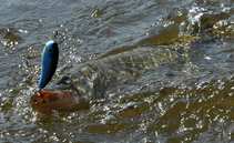 foto/diskuze/z_lovu/2012/th-img49376.jpg