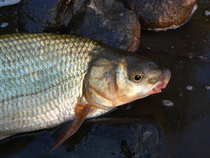 foto/diskuze/z_lovu/2012/th-img49385.jpg