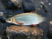foto/diskuze/z_lovu/2012/th-img49387.jpg
