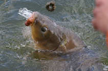 foto/diskuze/z_lovu/2012/th-img49407.jpg