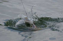 foto/diskuze/z_lovu/2012/th-img49408.jpg