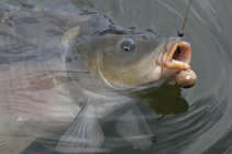 foto/diskuze/z_lovu/2012/th-img49409.jpg