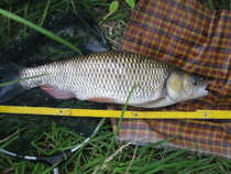 foto/diskuze/z_lovu/2012/th-img49412.jpg