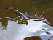 foto/diskuze/z_lovu/2012/th-img49426.jpg