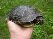 foto/diskuze/z_lovu/2012/th-img49439.jpg