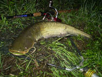 foto/diskuze/z_lovu/2012/th-img49440.jpg