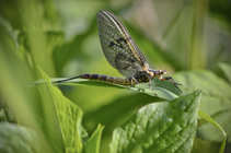foto/diskuze/z_lovu/2012/th-img49461.jpg