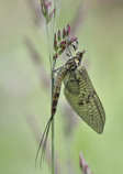foto/diskuze/z_lovu/2012/th-img49462.jpg