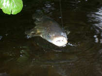foto/diskuze/z_lovu/2012/th-img49467.jpg