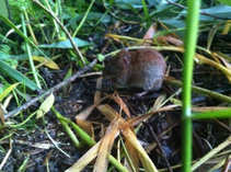 foto/diskuze/z_lovu/2012/th-img49468.jpg
