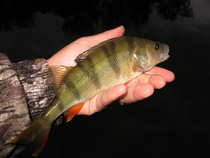 foto/diskuze/z_lovu/2012/th-img49484.jpg