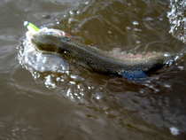 foto/diskuze/z_lovu/2012/th-img49524.jpg
