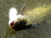 foto/diskuze/z_lovu/2012/th-img49530.jpg