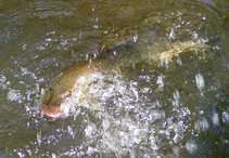 foto/diskuze/z_lovu/2012/th-img49532.jpg