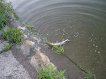 foto/diskuze/z_lovu/2012/th-img49537.jpg