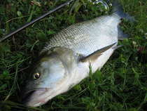 foto/diskuze/z_lovu/2012/th-img49550.jpg