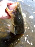foto/diskuze/z_lovu/2012/th-img49551.jpg