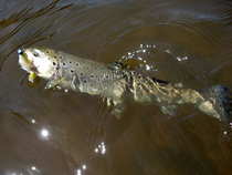 foto/diskuze/z_lovu/2012/th-img49554.jpg