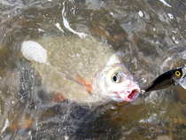 foto/diskuze/z_lovu/2012/th-img49556.jpg