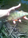 foto/diskuze/z_lovu/2012/th-img49564.jpg