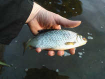 foto/diskuze/z_lovu/2012/th-img49567.jpg