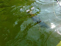 foto/diskuze/z_lovu/2012/th-img49574.jpg