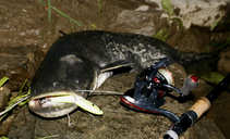 foto/diskuze/z_lovu/2012/th-img49578.jpg