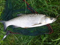 foto/diskuze/z_lovu/2012/th-img49592.jpg