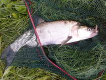 foto/diskuze/z_lovu/2012/th-img49593.jpg