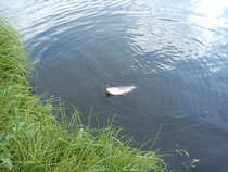 foto/diskuze/z_lovu/2012/th-img49616.jpg