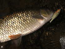 foto/diskuze/z_lovu/2012/th-img49622.jpg